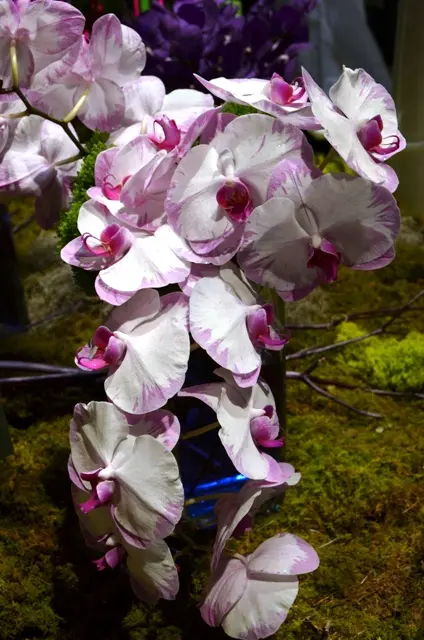 Orchids