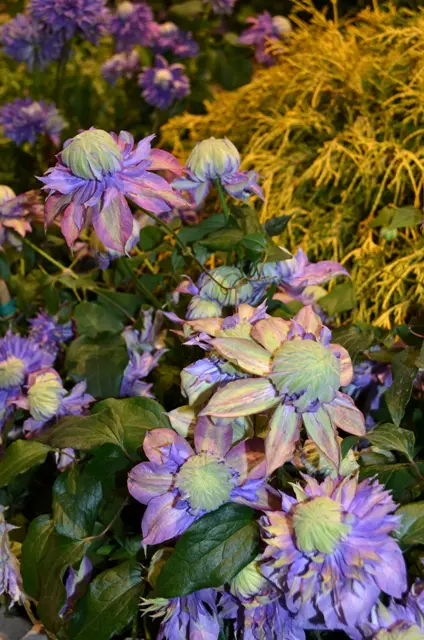 Beautiful Purple Flowers