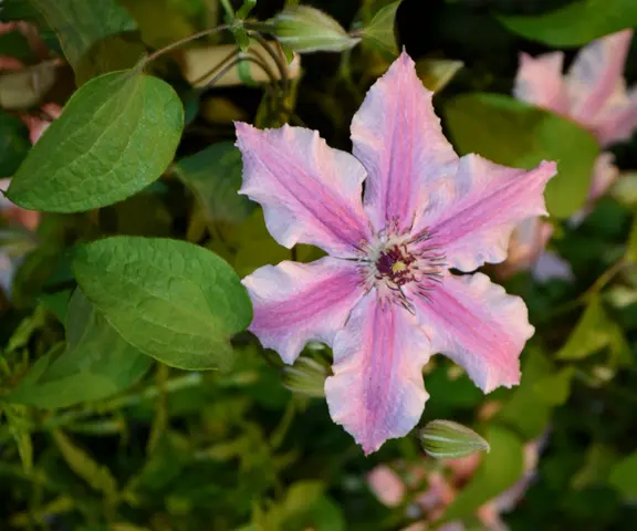 Hibiscus