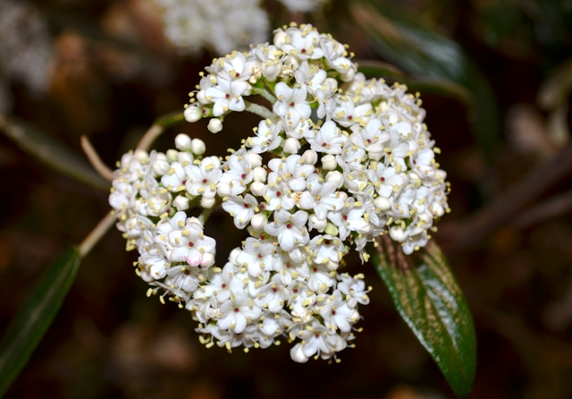 Close-Up of White Flowers