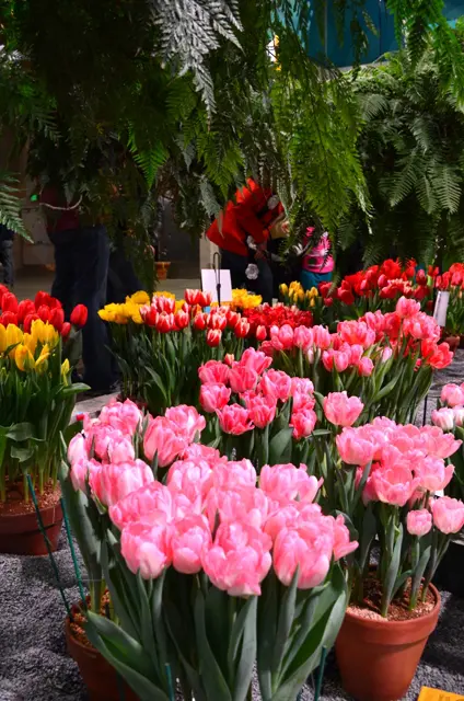 Potted Tulips