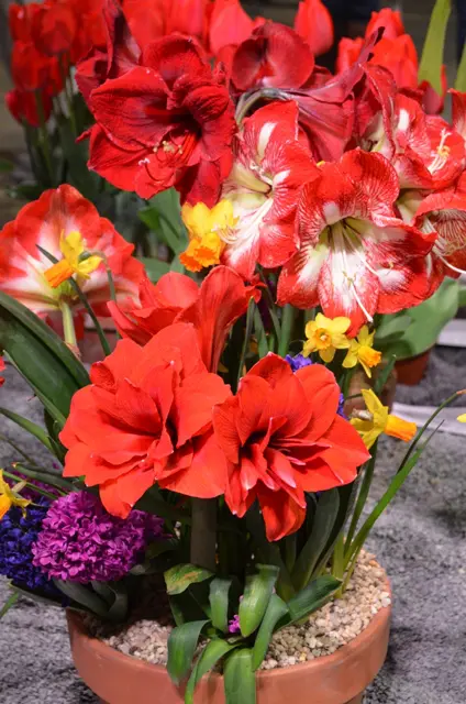 Beautiful Potted Flowers