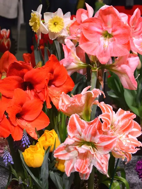 Beautiful Pink and Red Potted Flowers