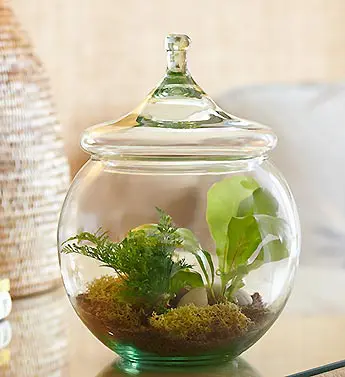 Fern Terrarium