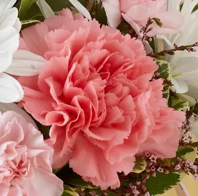 sorority flowers with Pink Carnations for Sororities