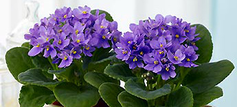 sorority flowers with Sorority Violets