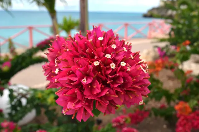 Bougainvillea Blossom on Maho Beach, St Maarten