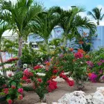 Bougainvillea on Maho Beach, St Maarten