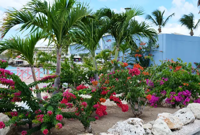 bougainvillea flowers with Bougainvillea on Maho Beach, St Maarten