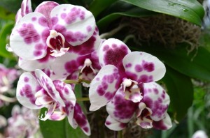 White and Purple Orchids