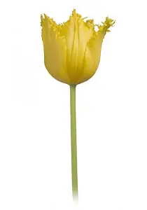 Fringed Tulip