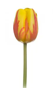 Lily Flowering Tulip