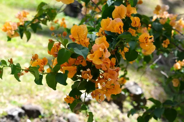 Orange Bougainvillea Vine in Soufriere, St Lucia