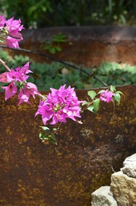 bougainvillea flowers with Purple Bougainvillea Vine in Soufriere, St Lucia