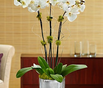Silver Celebration Orchids