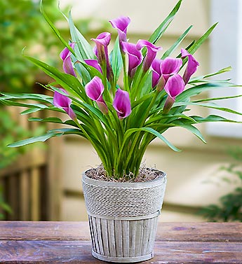 Elegant Calla Lily