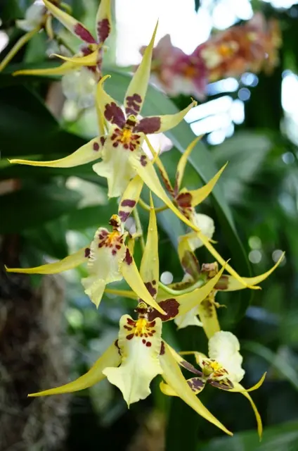 Orchid 1