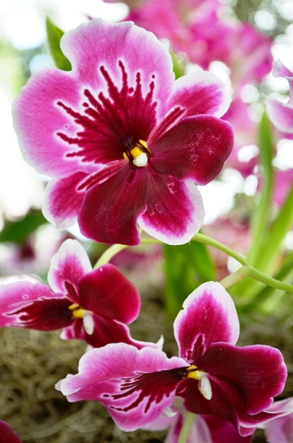Orchid 11