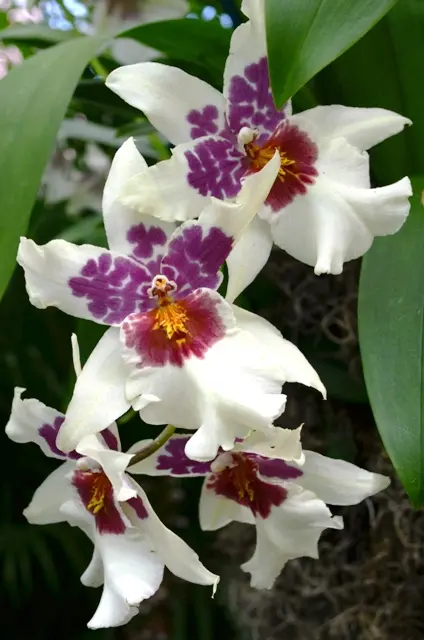 Orchid 12