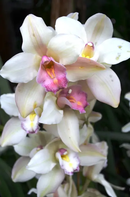 Orchid 19