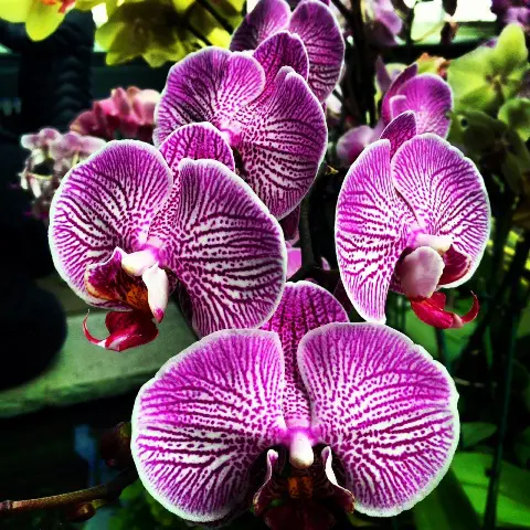 Alluring neon purple orchid Photograph by Rachelle Celebrity