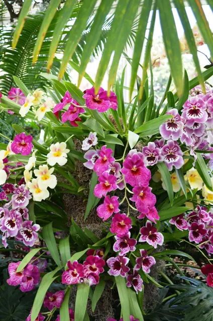 Orchid 8