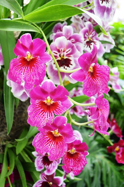 Touring the 2013 Orchid Show at New York Botanical Garden | Petal Talk
