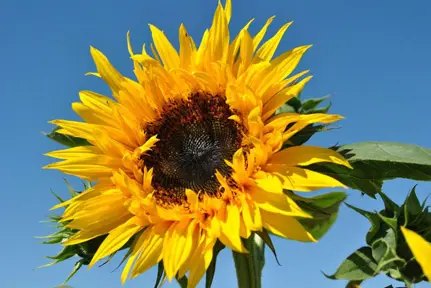 Towering Sunflower in a Field