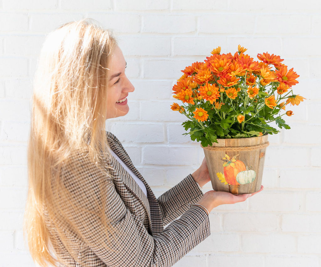 how to care for mums with woman holding fall mums