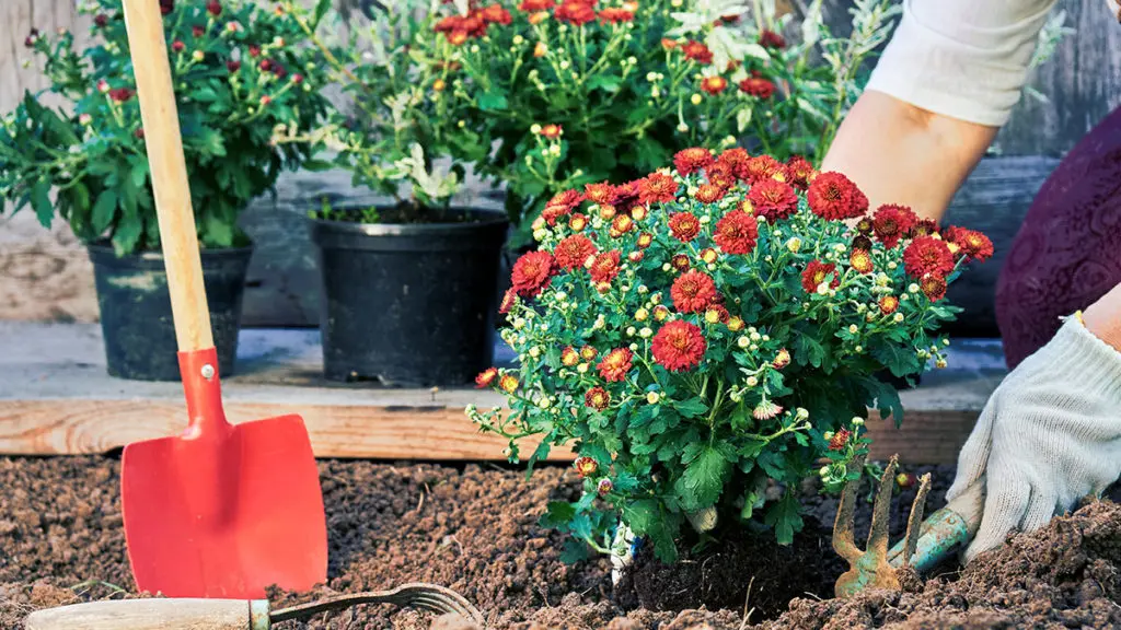 How to care for mums with woman planting mums in the ground