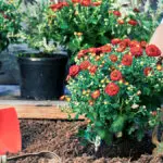 How to care for mums with woman planting mums in the ground