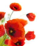 floral design, decoration flowers, poppies border - corner