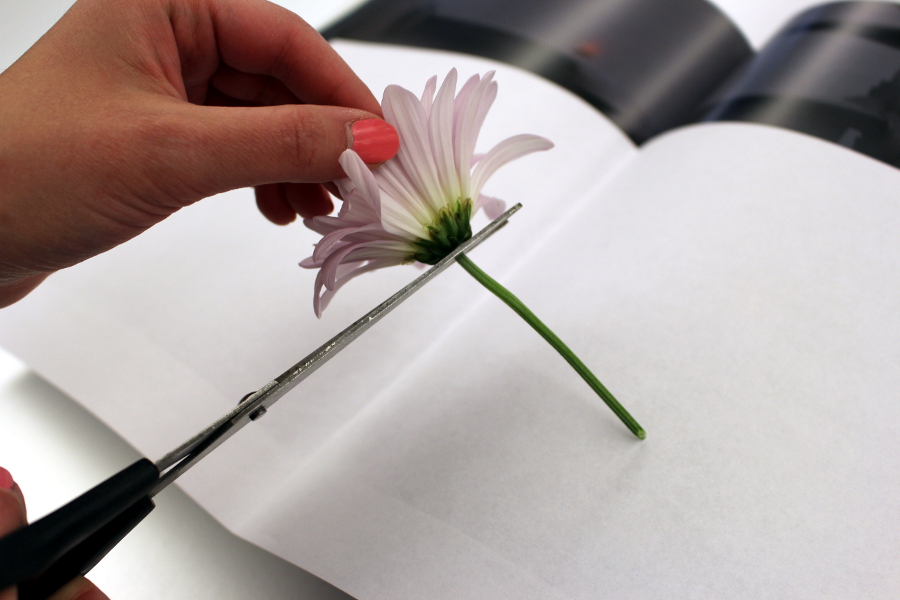 pressed flowers with cutting flower stem