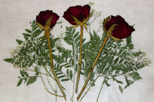 diy-pressed-flowers-complete