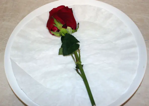 pressed flowers with plate with pressed rose