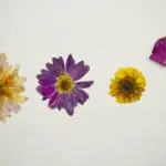 a photo of pressed flowers