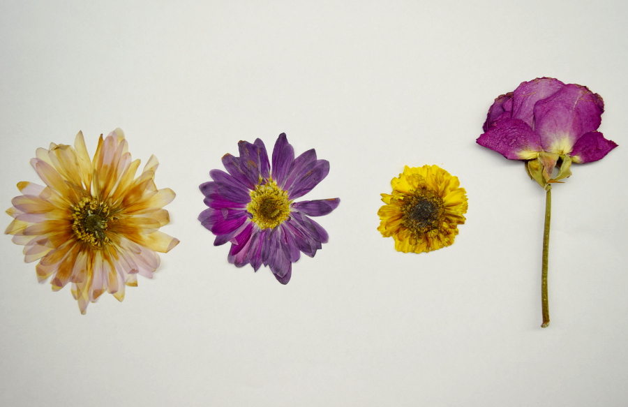 a photo of pressed flowers