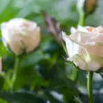 A photo of rose care with beige roses