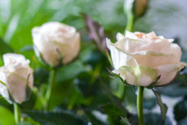 A photo of rose care with beige roses