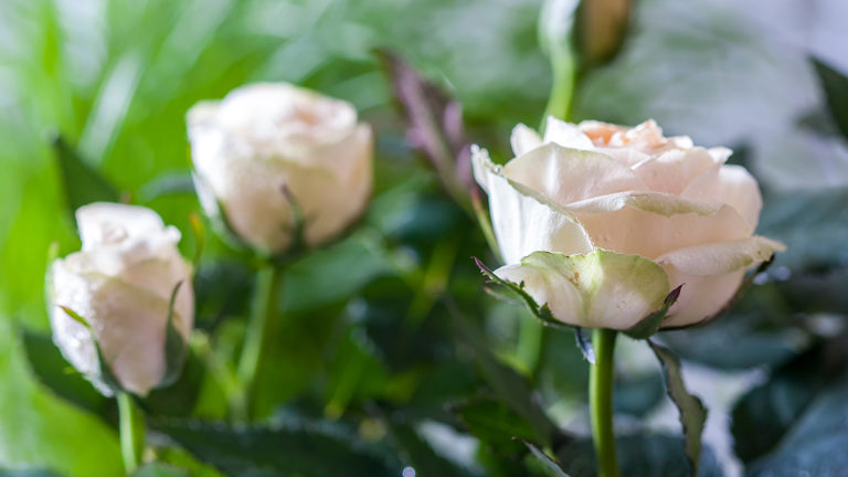 A photo of rose care with beige roses