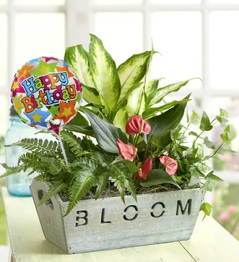 happy-birthday-garden