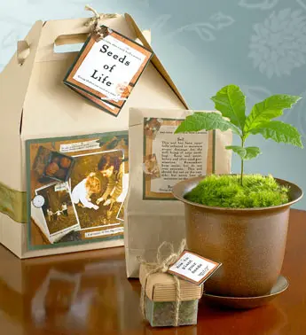 seeds-of-life-tree-kit