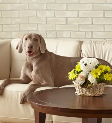 Max, 3 year-old Weimarane with the Sick As A Dog™ a-DOG-able®