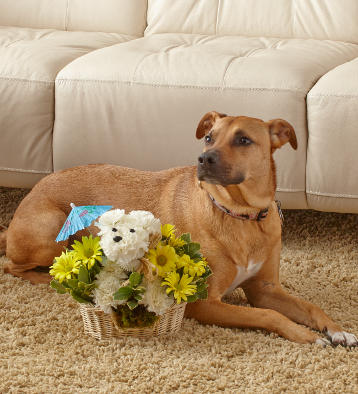 Pia, Adopted 3 year-old, Mixed Breed with the Doggie Paddle™ a-DOG-able®