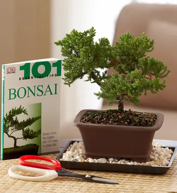 bonsai-beginners-set-101280