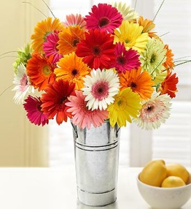 happy-gerbera-daisies