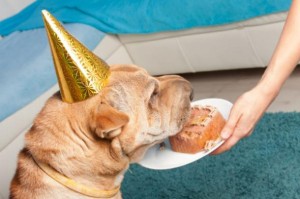 puppy-party-foods-celebrations