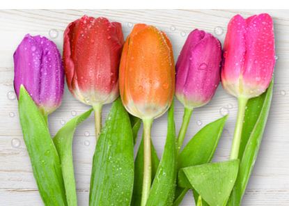 Tulip Care Tips