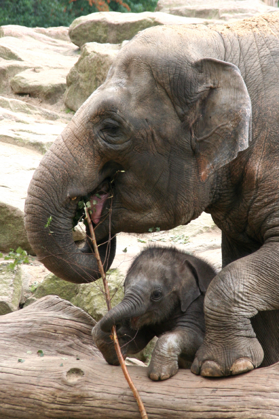 Elephant-and-baby-elephant-000002977652Small