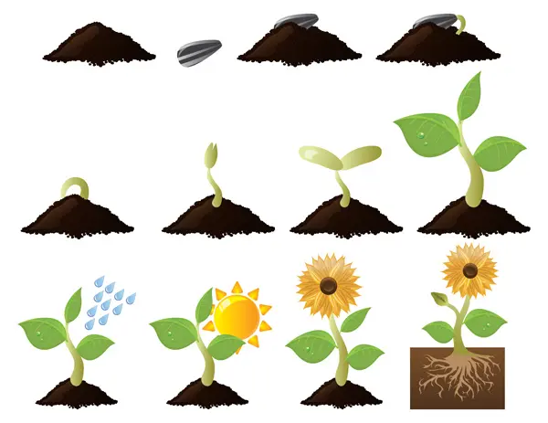 A graphic detailing the life cycle of sunflowers, from seedling to full blossom.